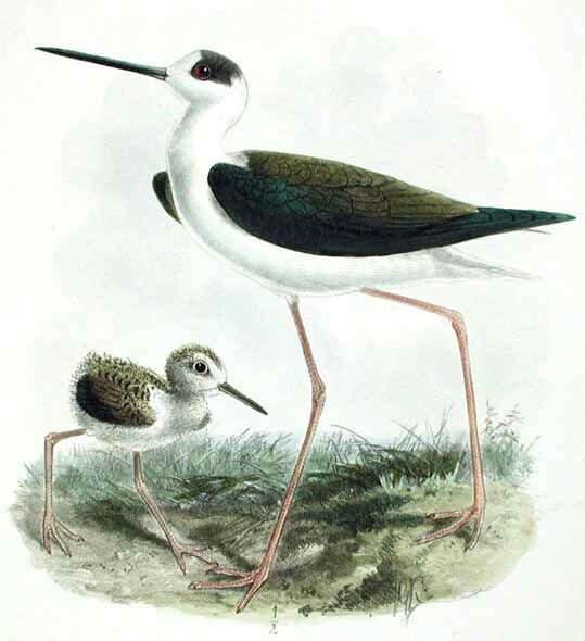 Black-winged Stilt