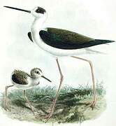 Black-winged Stilt