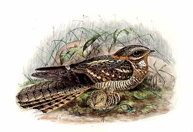 Red-necked Nightjar