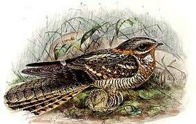 Red-necked Nightjar