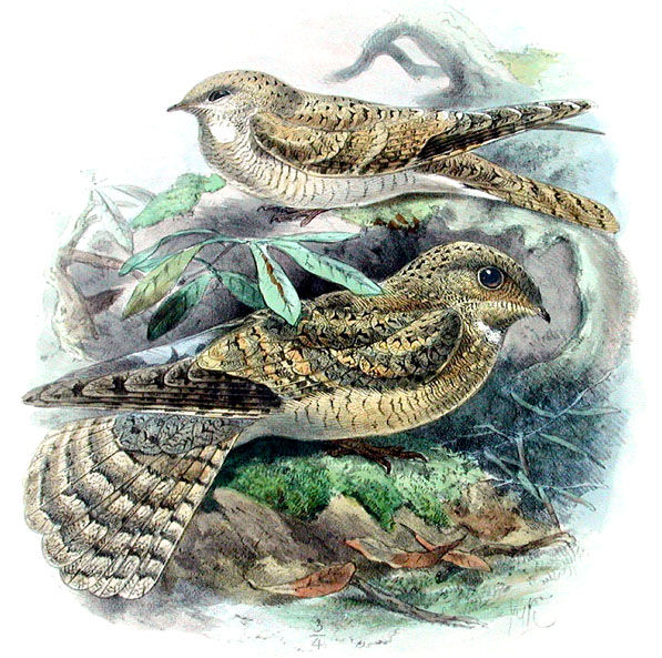 Egyptian Nightjar