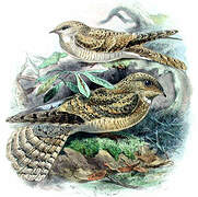 Egyptian Nightjar