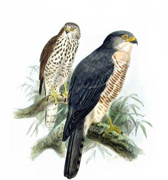 Levant Sparrowhawk