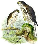 Levant Sparrowhawk