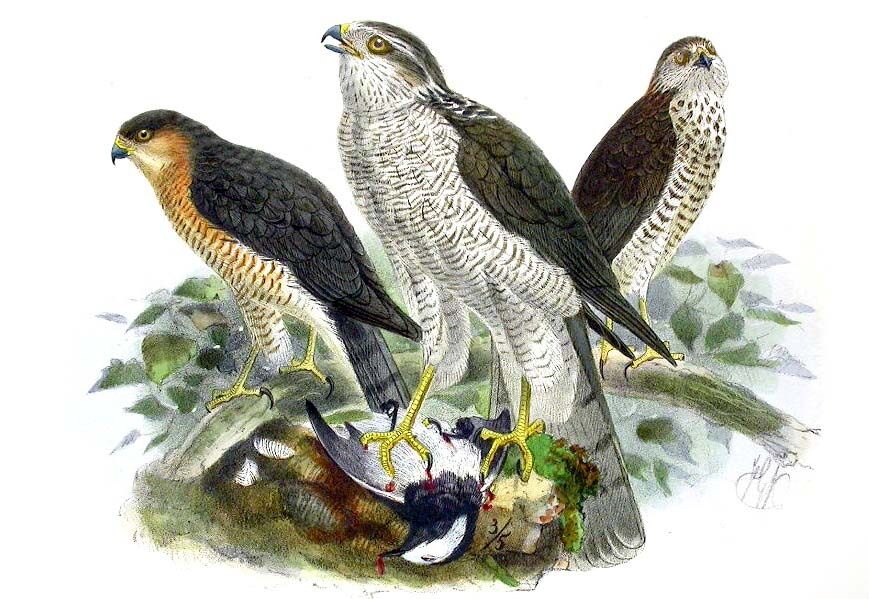 Eurasian Sparrowhawk