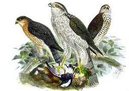 Eurasian Sparrowhawk