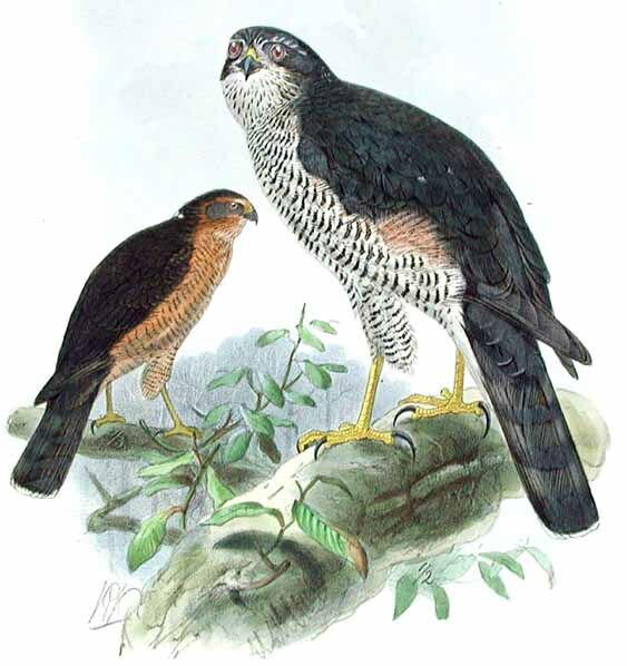 Eurasian Sparrowhawk