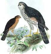 Eurasian Sparrowhawk