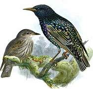 Common Starling