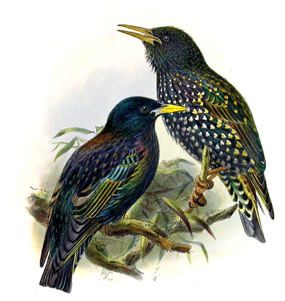 Common Starling