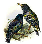 Common Starling