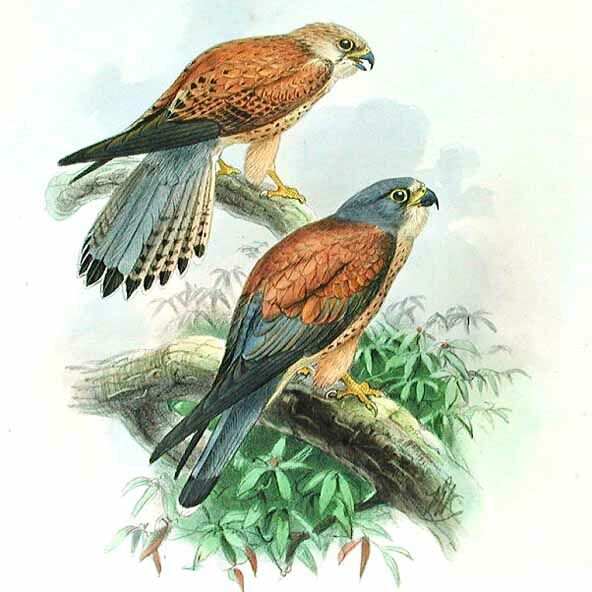 Lesser Kestrel