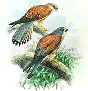 Lesser Kestrel