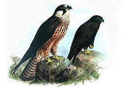 Eleonora's Falcon