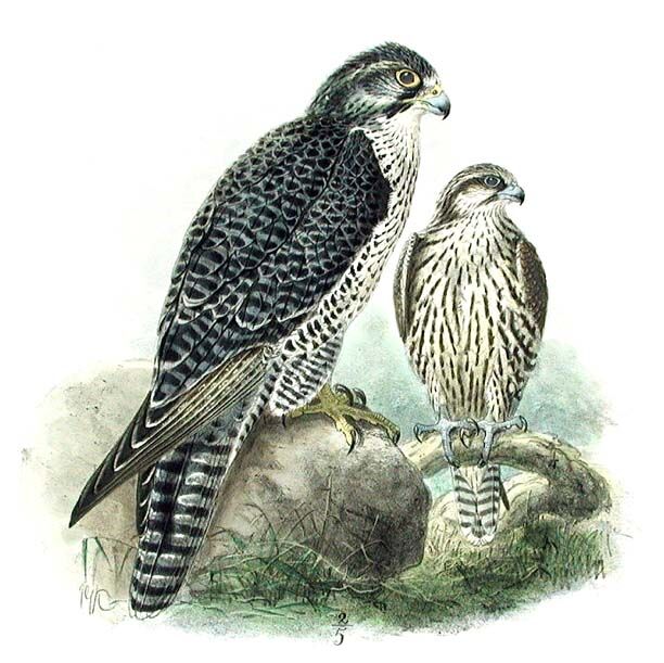 Gyrfalcon