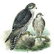 Gyrfalcon