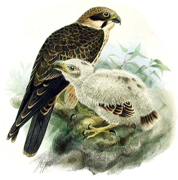 Eurasian Hobby