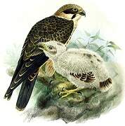 Eurasian Hobby