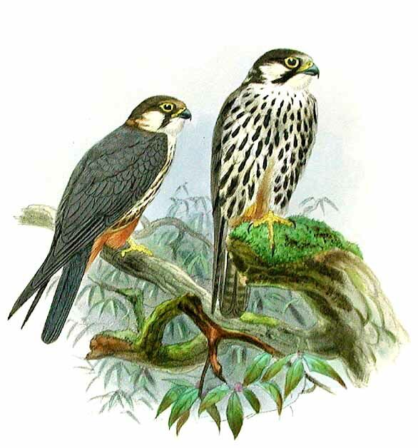 Eurasian Hobby