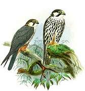 Eurasian Hobby