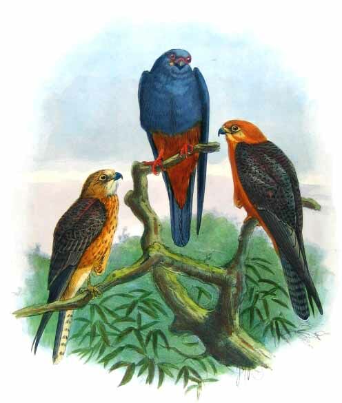 Red-footed Falcon