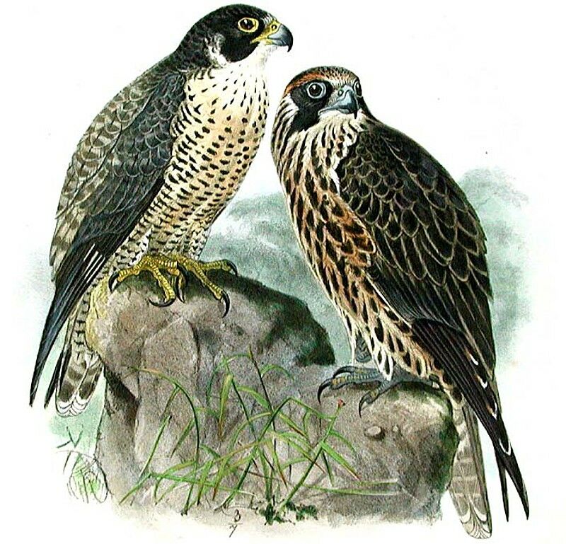 Peregrine Falcon