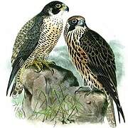 Peregrine Falcon