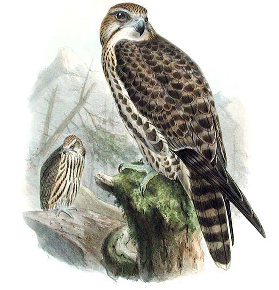 Saker Falcon