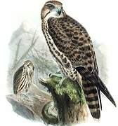 Saker Falcon