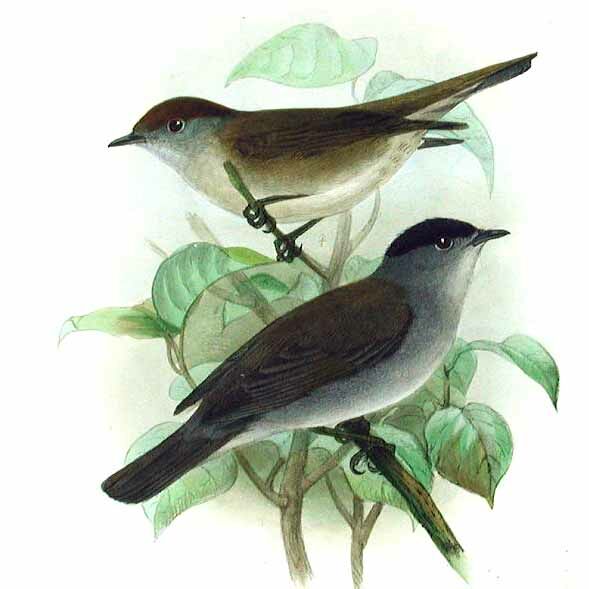 Eurasian Blackcap