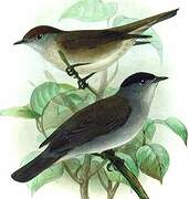 Eurasian Blackcap