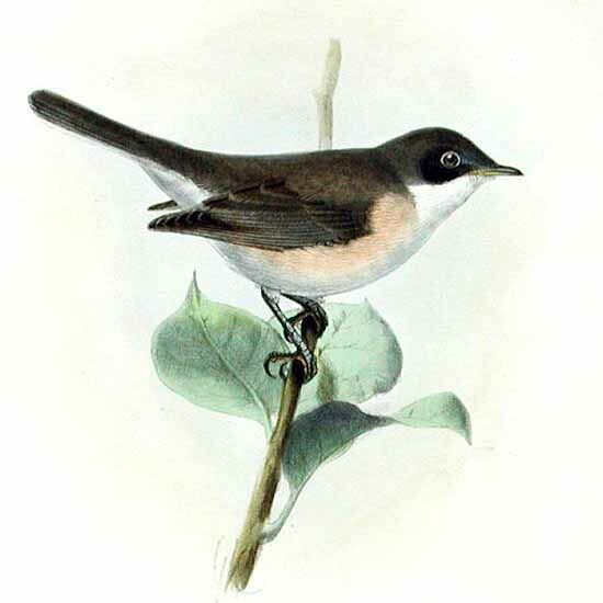 Lesser Whitethroat