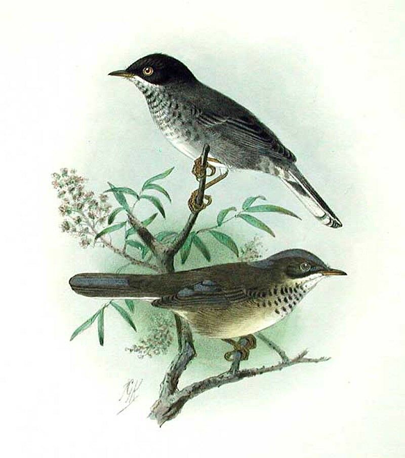 Cyprus Warbler