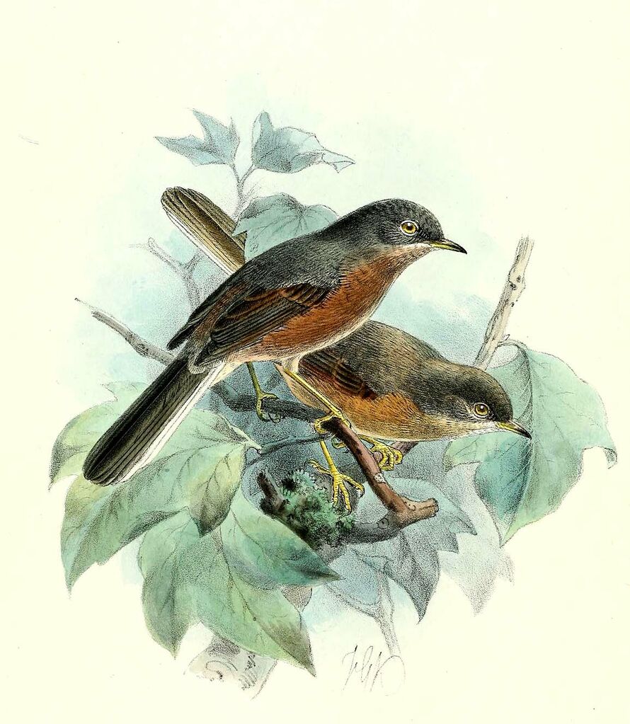 Tristram's Warbler