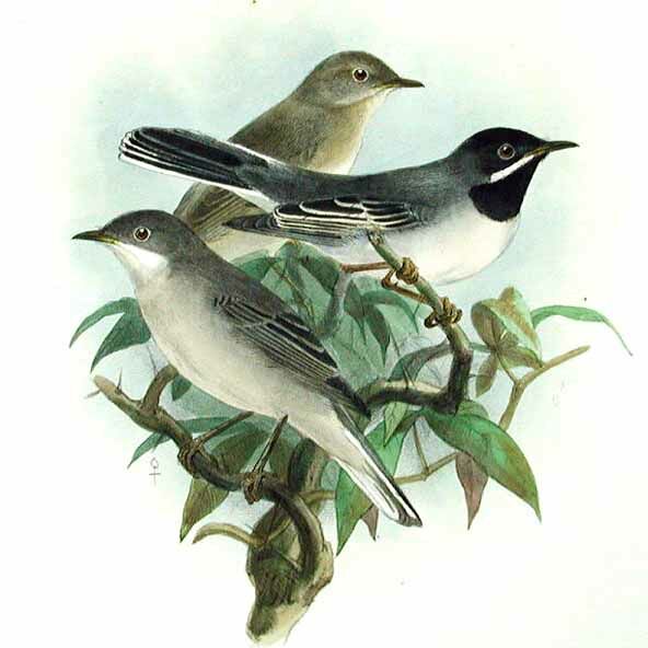 Rüppell's Warbler