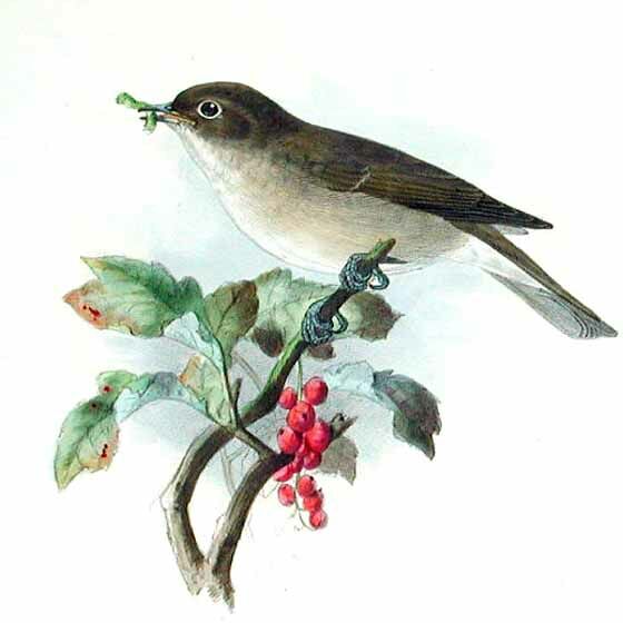 Garden Warbler