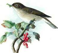 Garden Warbler