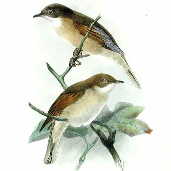 Common Whitethroat