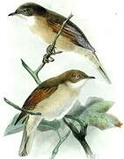 Common Whitethroat