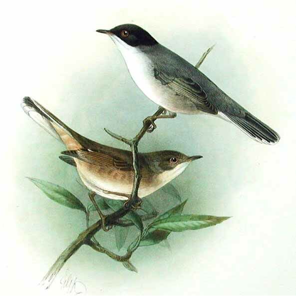 Sardinian Warbler