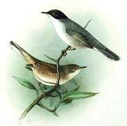 Sardinian Warbler