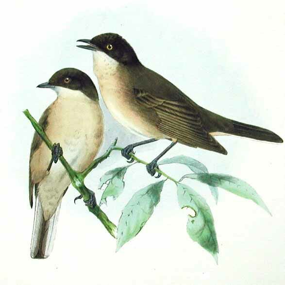 Western Orphean Warbler