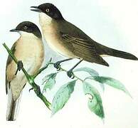 Western Orphean Warbler