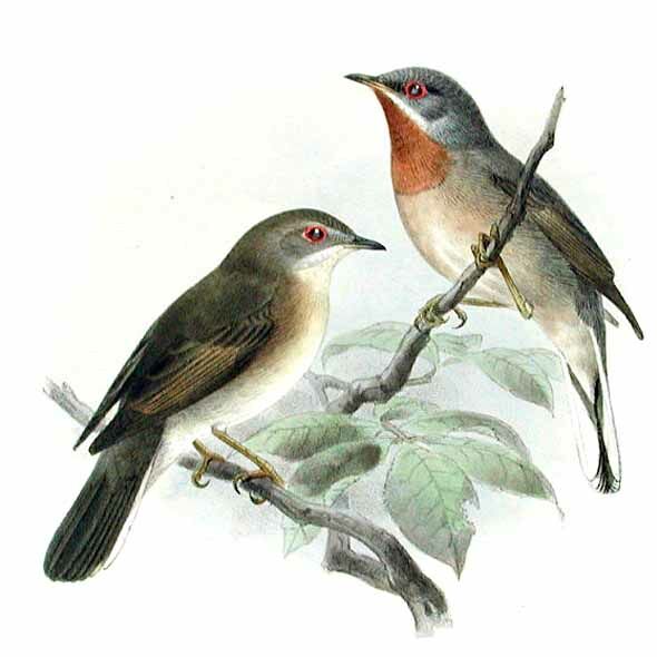 Subalpine Warbler