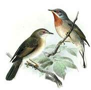 Western Subalpine Warbler