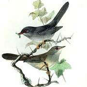 Marmora's Warbler