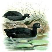 Eurasian Coot