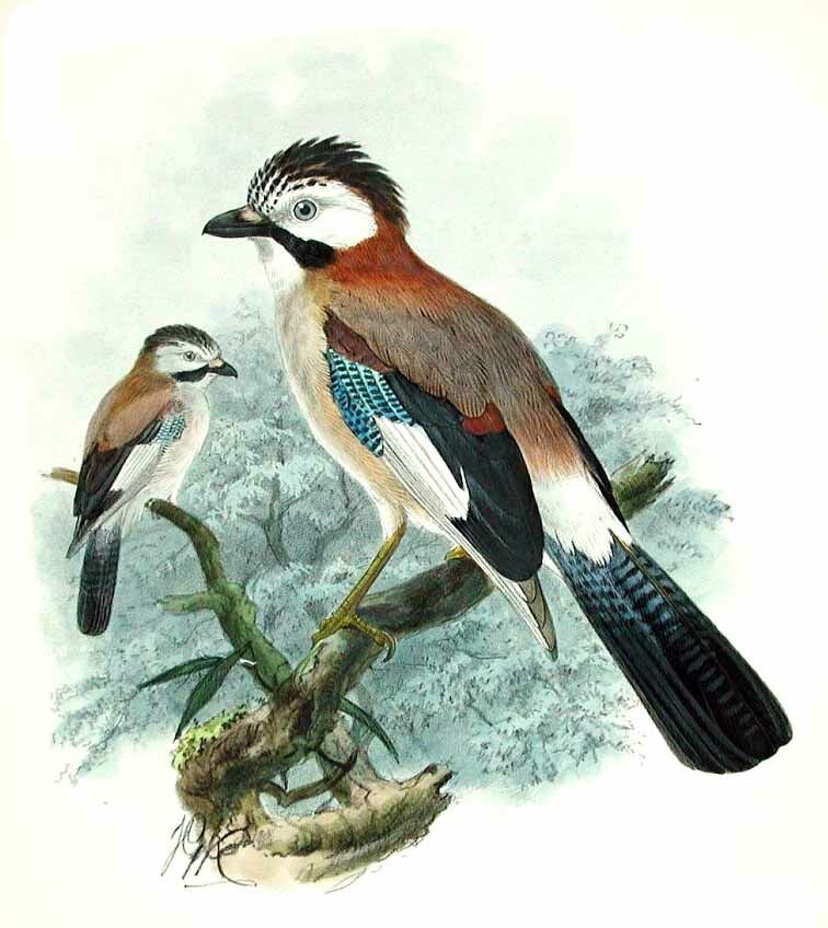 Eurasian Jay