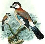 Eurasian Jay