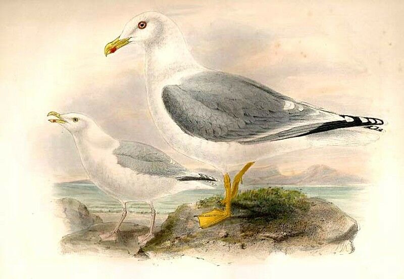 Yellow-legged Gull